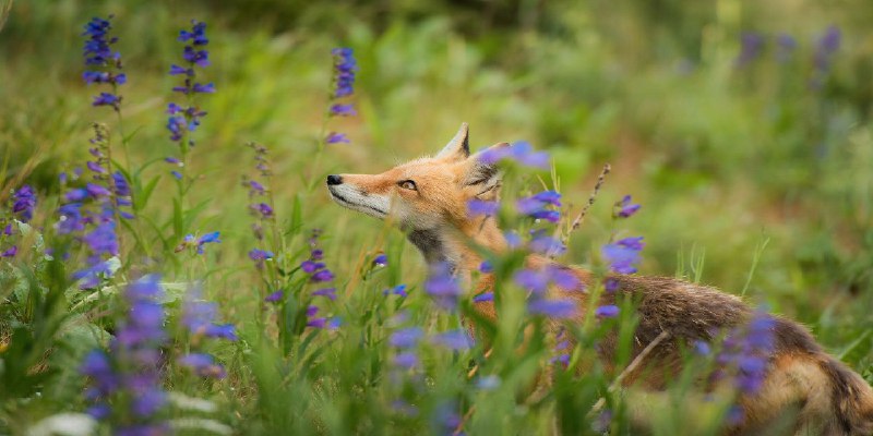 What Is Purple Fox Malware and How Can It Spread To Windows?